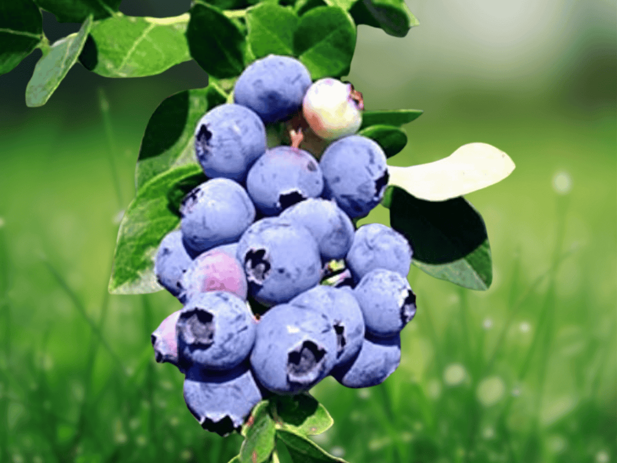 10 Live Plant Jewel Blueberry Vaccinium corymbosum Starter Plug