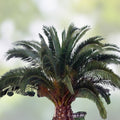 Canary Island Date Palm Seeds - 5 Seeds - Phoenix canariensis - Tropical Landscape Ornamental Garden Planting