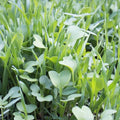 No-Till Garden Cover Crop Seeds Organic Mix for Soil Health Eco-Friendly Farm and Garden Use