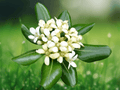 5 Seeds Pittosporum tobira Korean Form Japanese Mock Orange Evergreen Shrub