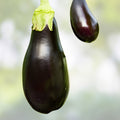 American Eggplant Seeds 20 Pack – All American Variety – Solanum melongena – Heirloom Vegetable Seeds for Gardening