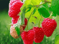 5 Latham Red Raspberry Starter Plugs Rubus idaeus Live Plant