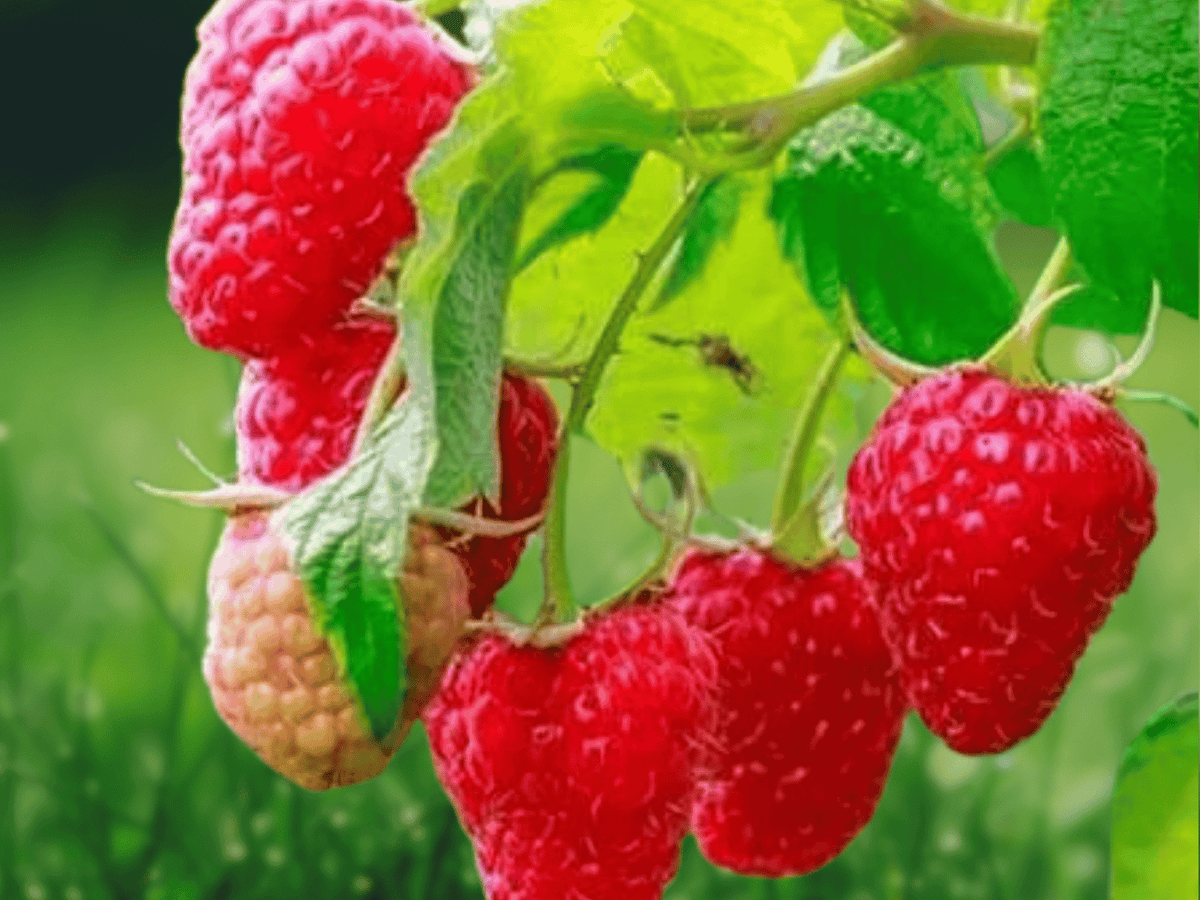 5 Latham Red Raspberry Starter Plugs Rubus idaeus Live Plant