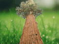 5 Live Plant Giant Sequoia Starter Plants 6 Inch Bare Root