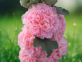 25 Seeds Double Pink Hollyhock Perennial Hardy Tall Cottage Garden Border Fluffy Rose Blooms
