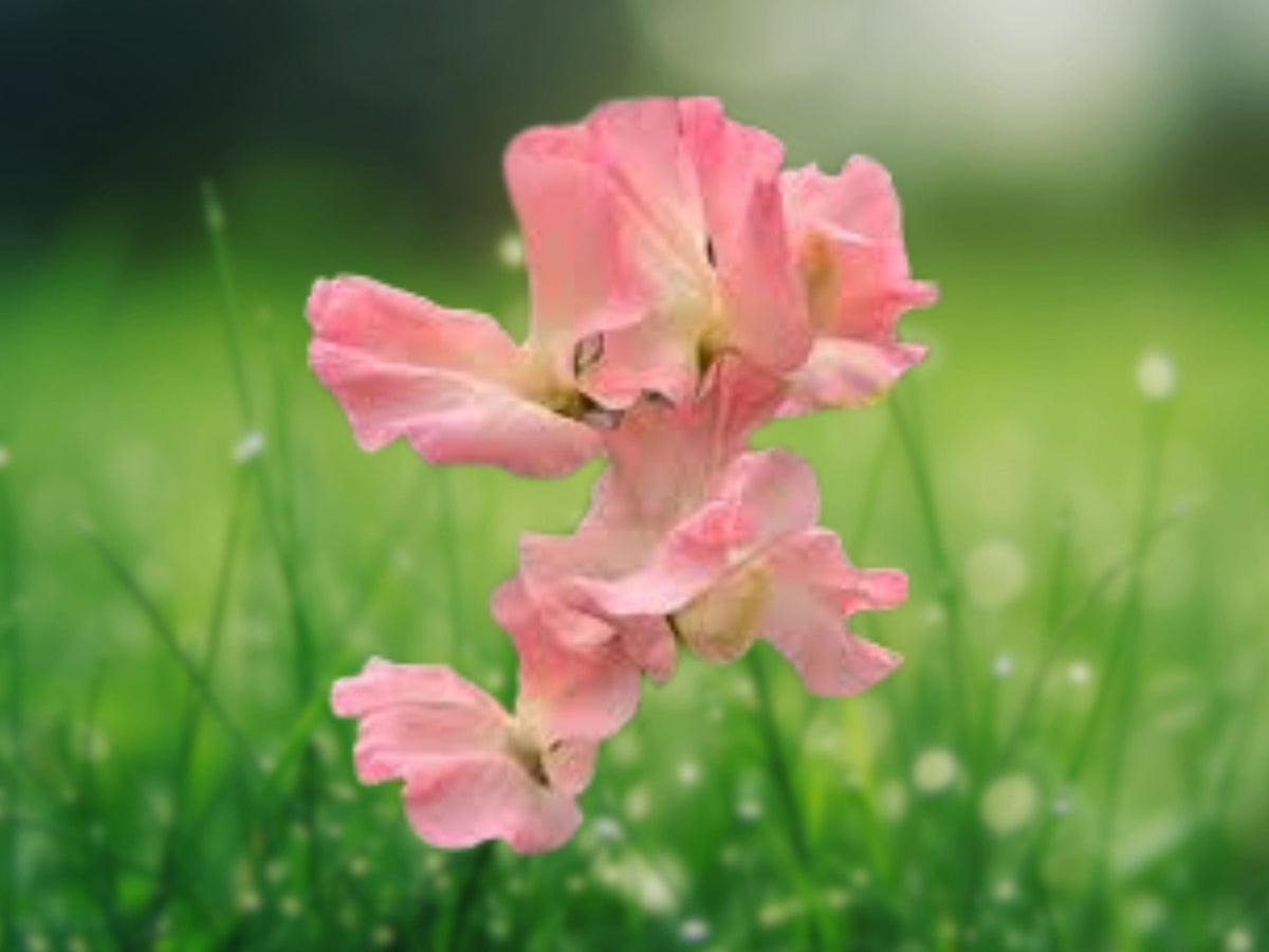 25 Seeds Sweet Pea Heaven Scent - Fragrant Pink & Lavender Climbing Annual Vine for Trellises & Cut Flowers