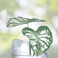 Caladium Bulbs - 6 White Majesty - Perennial Elephant Ears - Caladium bicolor
