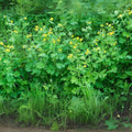 Swallowort Herb Seeds - 100 Pack - Chelidonium majus - Perennial Medicinal Plant for Garden and Herbal Use