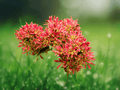 5 Seeds Heptacodium miconioides Seven Sons Flower Shrub