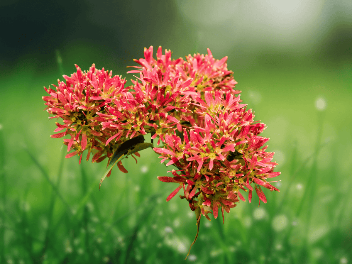 5 Seeds Heptacodium miconioides Seven Sons Flower Shrub