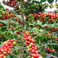 Coffee Plant - Arabica Variety - Coffea arabica - Healthy Indoor Plant for Home or Office - Ideal for Coffee Lovers