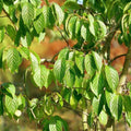 Hardy Rubber Tree Seeds 20 Pack Eucommia ulmoides for Planting, Drought Tolerant, Medicinal, Ornamental Gardening