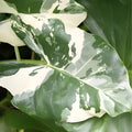 Alocasia Macrorrhiza Variegata 3 Gallon Plant - Variegated Giant Taro, Tropical Houseplant, Unique Foliage, Elephant Ears