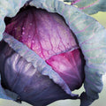 Red Acre Heirloom Cabbage Seeds - 500 Count Non-GMO Brassica oleracea for organic gardening and vegetable cultivation