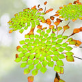 Mosaic Plant Bundle - 4 Live Aquatic Plants - Ludwigia Sedioides - Easy Care for Aquarium Pond - Ideal for Aquatic Gardens