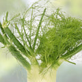 Carrot Seeds Danvers Half Long Heirloom Non-GMO 20+ Seeds Daucus carota Vegetable Gardening