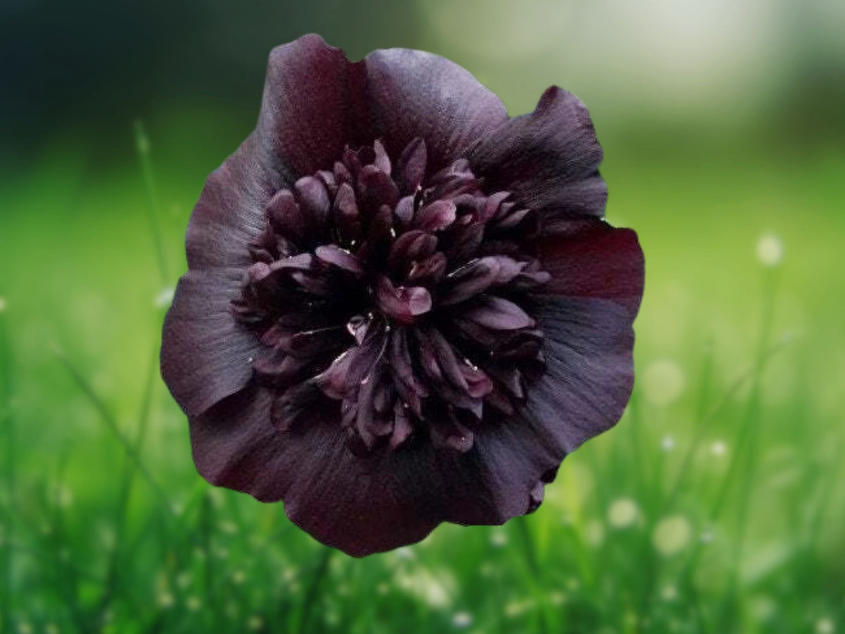 25 Seeds Black Prince Hollyhock Alcea Rosea Deep Maroon Double Bloom Tall Hardy Biennial Rare Dark Cottage Favorite
