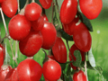 5 Live Plant Goji Berry Lycium barbarum Starter Plug