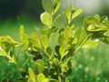 1 Live Plant Japanese Boxwood Starter Plug Buxus microphylla japonica Evergreen Landscaping Shrub