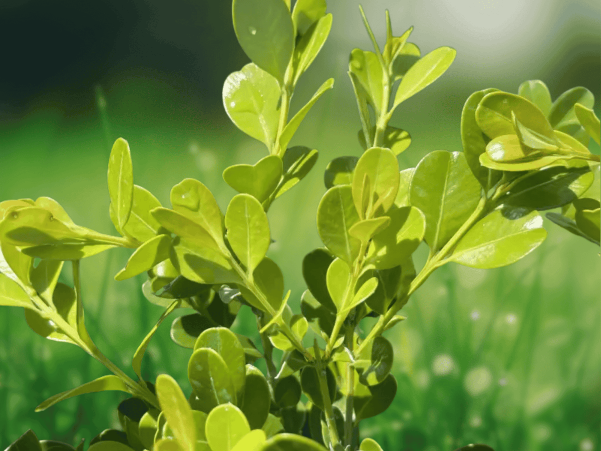 1 Live Plant Japanese Boxwood Starter Plug Buxus microphylla japonica Evergreen Landscaping Shrub