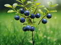 10 Seeds Vaccinium myrtillus Bilberry Hardy Berry Shrub Edible Fruit Groundcover