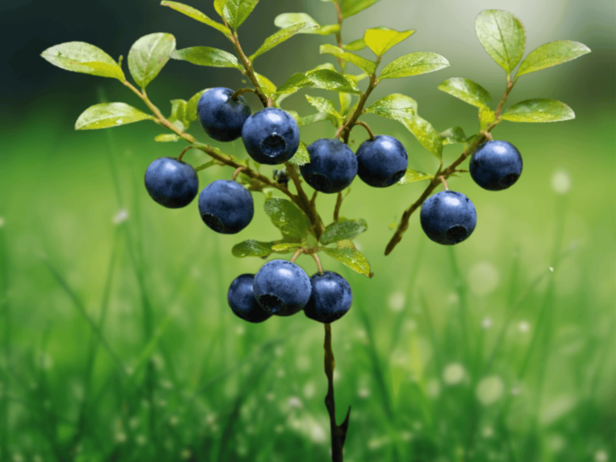 10 Seeds Vaccinium myrtillus Bilberry Hardy Berry Shrub Edible Fruit Groundcover
