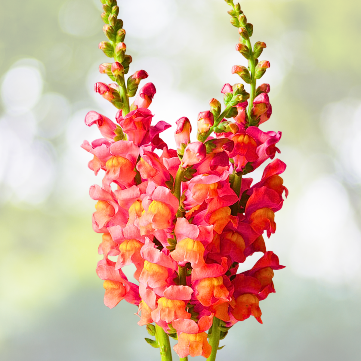 Snapdragon Seeds 1000 Non-GMO Orange Wonder Flowers Attract Hummingbirds Antirrhinum majus