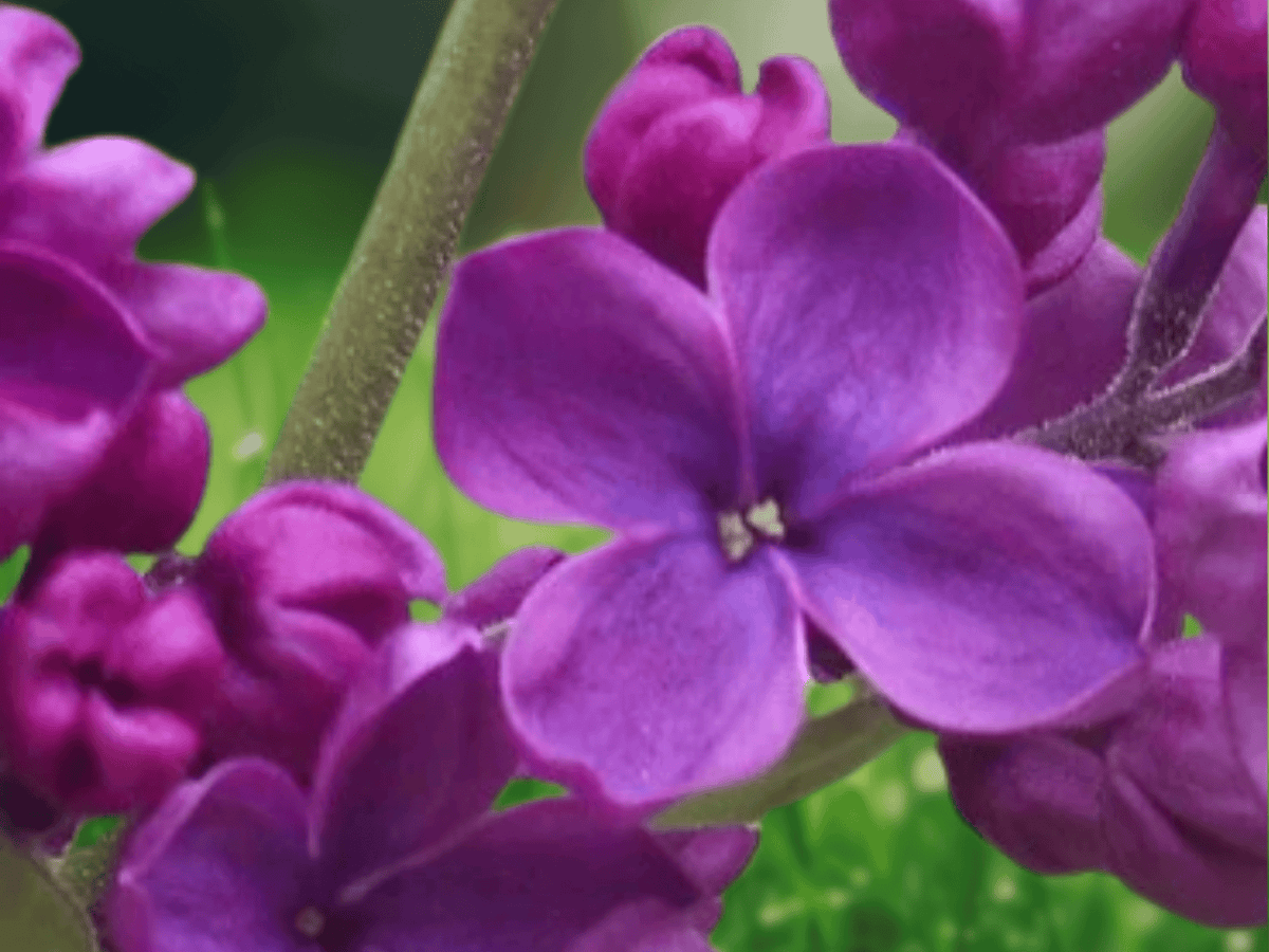 5 Seeds Syringa vulgaris Dark Purple Common Lilac Fragrant Shrub