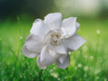 1 Live Plant White Gardenia Bush Cape Jasmine Fragrant Starter Shrub