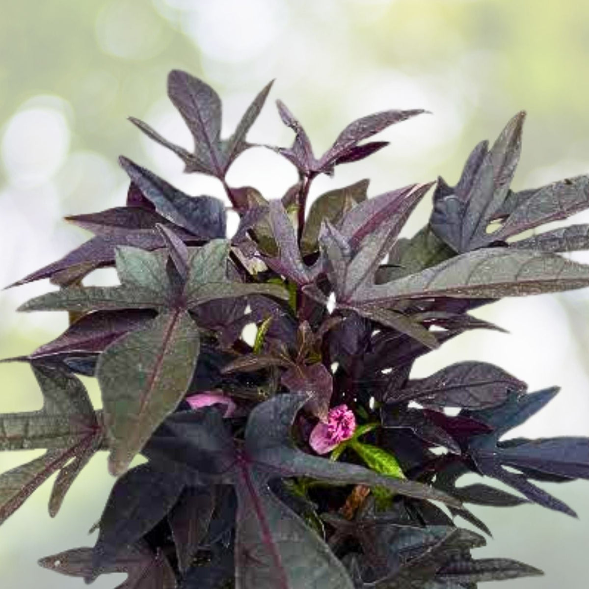 Blackie Sweet Potato Vine Cuttings - 5 Live Burgundy Leaf Ornamental Plants, Ipomoea batatas