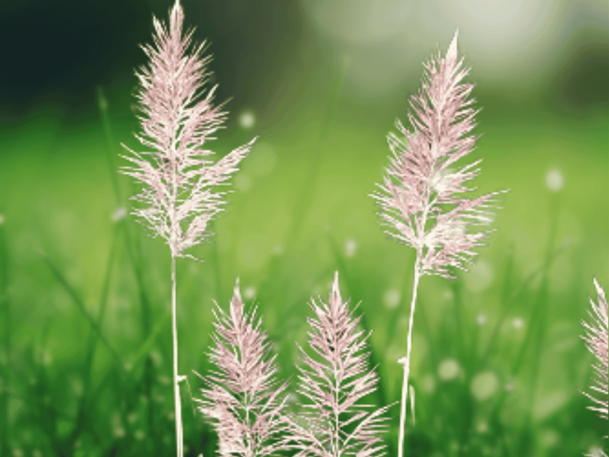 10 Seeds Wild Sugarcane Grass Saccharum giganteum Tall Ornamental Grass