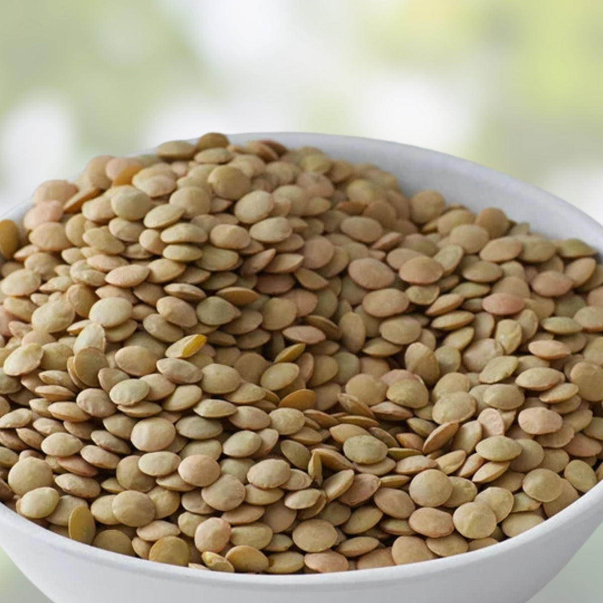 Bulk Dried Green Lentils 8 oz – High Protein Vegan Gluten-Free Lens culinaris Food Storage