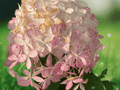 1 Live Plant Phantom Hydrangea Starter Plant 6" Tall Hydrangea Paniculata