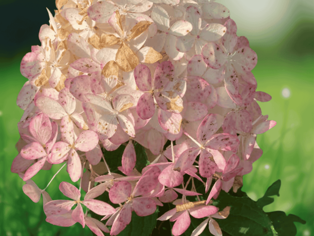 1 Live Plant Phantom Hydrangea Starter Plant 6" Tall Hydrangea Paniculata