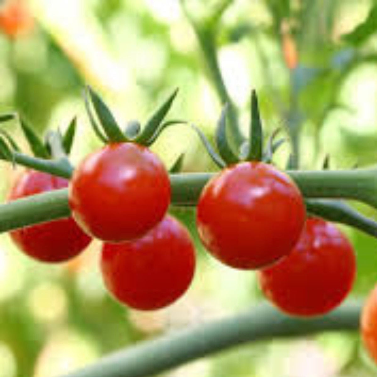 Tomato Seeds 50+ Count Organic Non-GMO Heirloom Campari Variety Lycopersicon esculentum