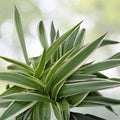 Spider Plant Cuttings - 3-5 inches - 5 Varieties - Fresh & Healthy Chlorophytum comosum