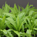 Sword Leaf Lettuce Seeds - 200 Count - Lactuca Sativa - AA Choy for Planting