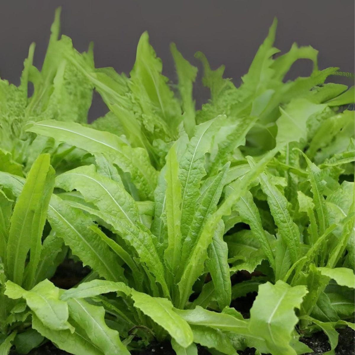 Sword Leaf Lettuce Seeds - 200 Count - Lactuca Sativa - AA Choy for Planting
