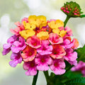 Lantana Seedlings - 2 Pots with 2 Live Plants Each - Pink Caprice Variety - Hardy Perennial - Lantana Camara