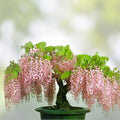 Rare Pink Wisteria Bonsai Tree Seeds, 5 Seeds - Japanese Wisteria (Wisteria floribunda) for Home Gardening