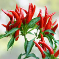 Thai Hot Pepper Seeds - 20 Count Heirloom Capsicum annuum Extremely Hot Ornamental Patio Plant Seeds