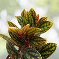 Rainbow Vine Plant 3" Pot | Pellionia Pulchra | Tropical Houseplant with Striking Patterned Leaves