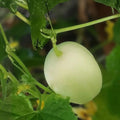 Dragon Eggs Seeds – 30 White Cucumber Seeds – Unique Heirloom Variety for Home Gardening – Cucumis sativus