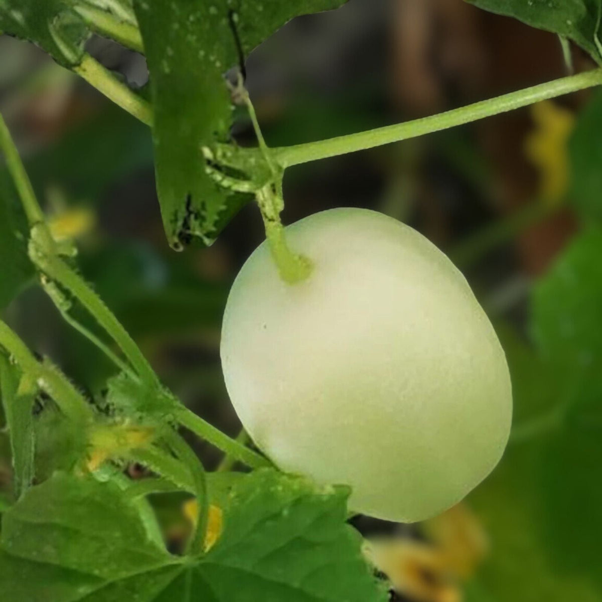 Dragon Eggs Seeds – 30 White Cucumber Seeds – Unique Heirloom Variety for Home Gardening – Cucumis sativus