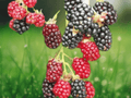 5 Plant Plugs Caddo Blackberry Rubus Caddo Fruit Plant