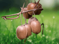 10 Actinidia chinensis Seeds – Golden Kiwi Fruit Vine