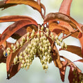Lily of the Valley Tree Seeds 100 Pack, Oxydendrum arboreum Sourwood, Hardy Ornamental Perennial Tree Seeds
