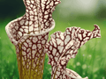 5 Seeds Sarracenia leucophylla Fruit Punch Pitcher Plant Carnivorous Plant