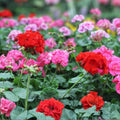 Geranium Seeds Packet 100 Fresh Non-GMO Fragrant Pelargonium spp. Garden Flower Seeds
