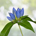 Blue Bottle Gentian Seeds - 200+ Count, Gentiana andrewsii, Wildflower Seeds, Perennial Garden Planting